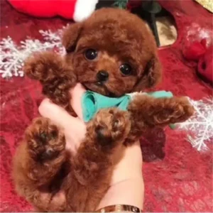 NICOO robotic puppy image NICOO robotic puppy