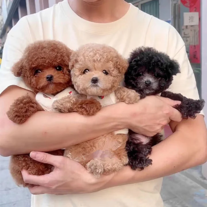 NICOO robotic puppy image NICOO robotic puppy